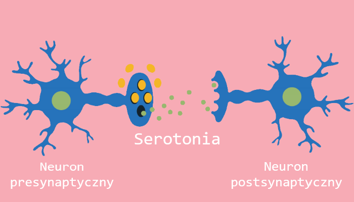 Działanie leków uspokajających i receptory wychwytu serotoniny